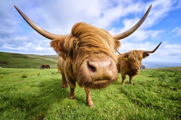 Highland Cattle