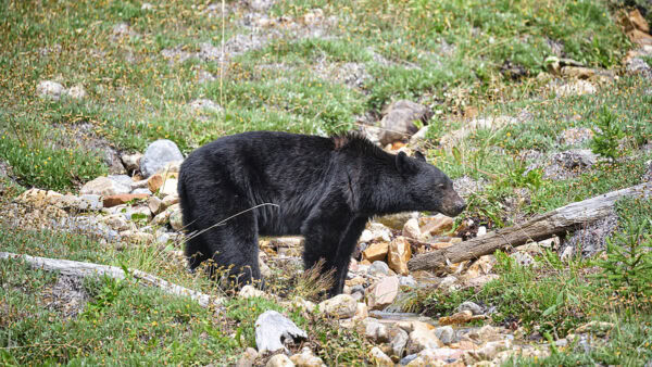 Schwarzbär