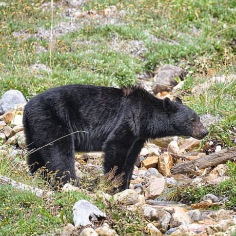 Schwarzbär