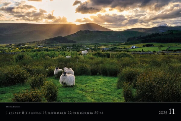 Irlandkalender 2026 - November