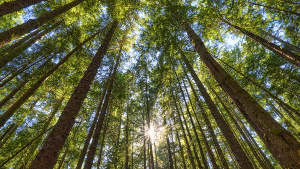 Juan de Fuca Trail