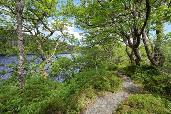 Loch Coille-Bharr and Knapdale Scottish Beaver Trial, Argyll, Scotland