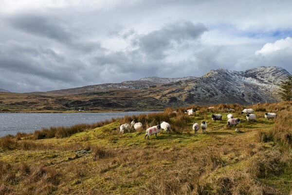 Lough Fee