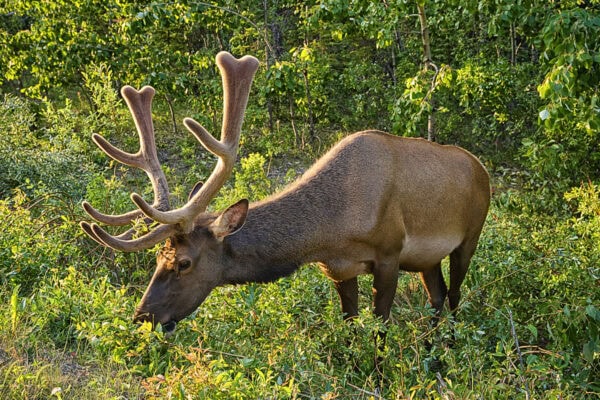Elk