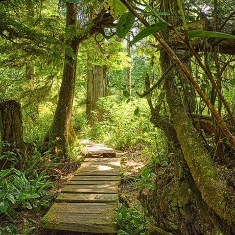 Meares Island
