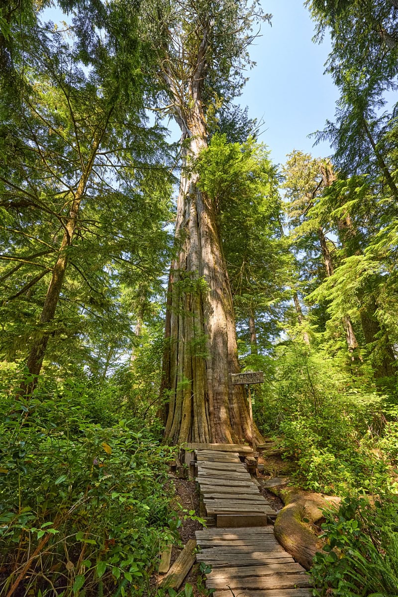 Big Tree Trail at Meares Island, Vancouver Island, British Columbia, Canada