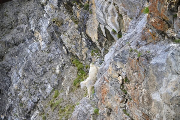 Mountain Goats