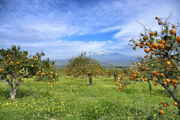 Orange trees