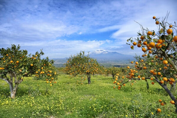 Orange trees