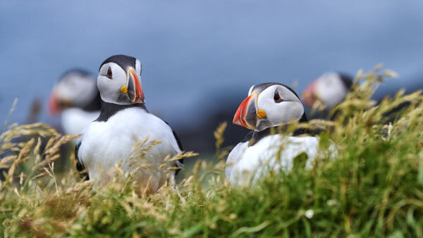 Puffins Papageientaucher