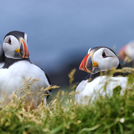 Puffins Papageientaucher