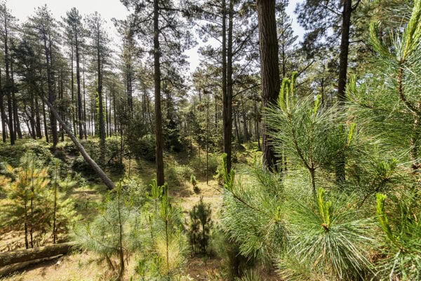 Raven Wood Nature Reserve