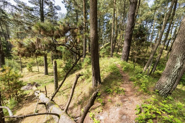 Raven Wood Nature Reserve