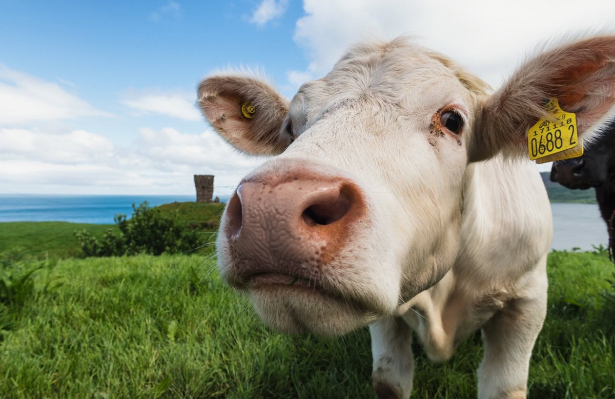 Red Castle Cow