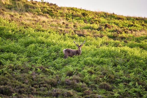 Red Deer