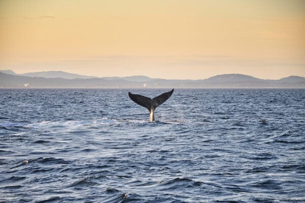Humpback whales