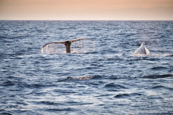 Humpback whales