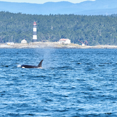 Orca