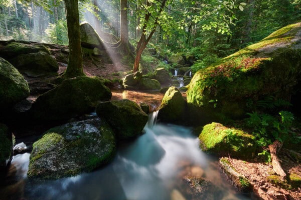 Black Forest Stock Photo