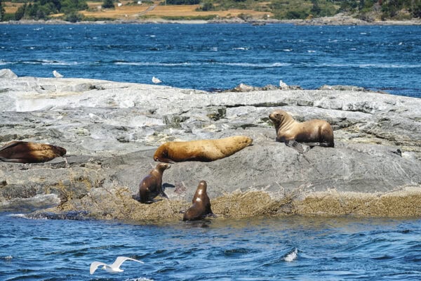 Steller Sea Lions