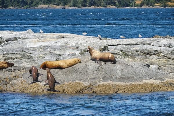 Steller Sea Lions