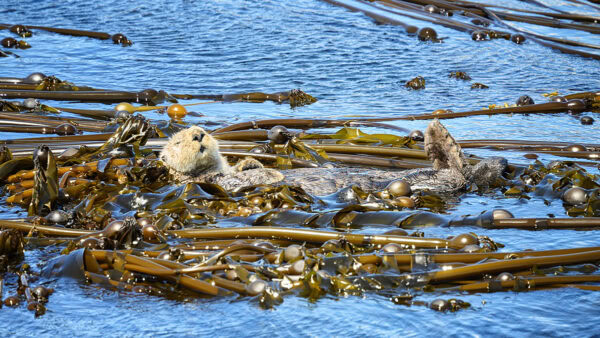 Seeotter