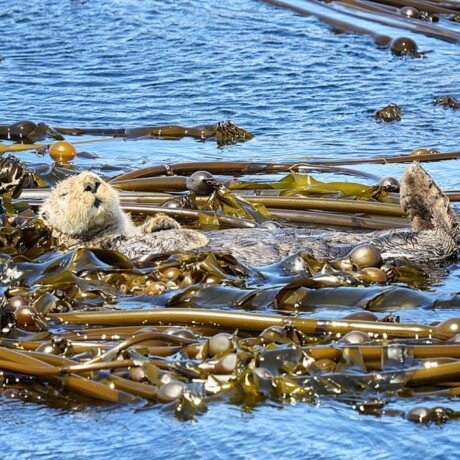 Seeotter