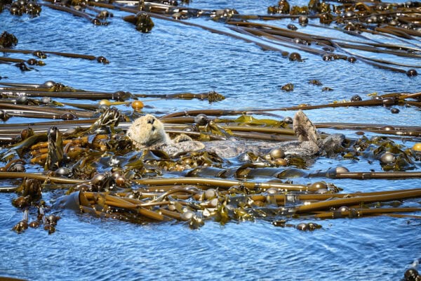 Sea Otter