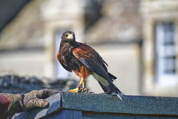 Skaill House Falconry