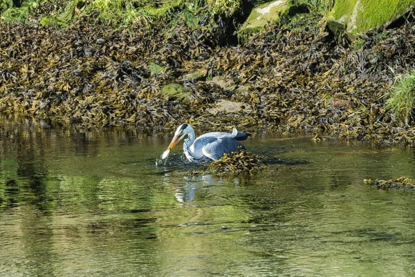 Stradbally Cove