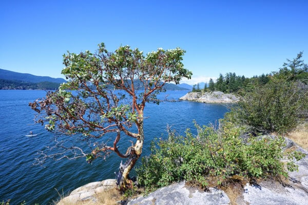 Whytecliff Park